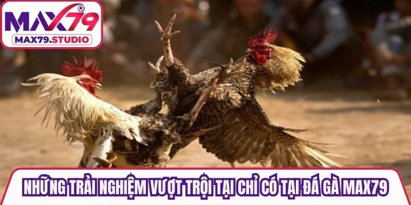 Những trải nghiệm vượt trội tại chỉ có tại Đá Gà Max79