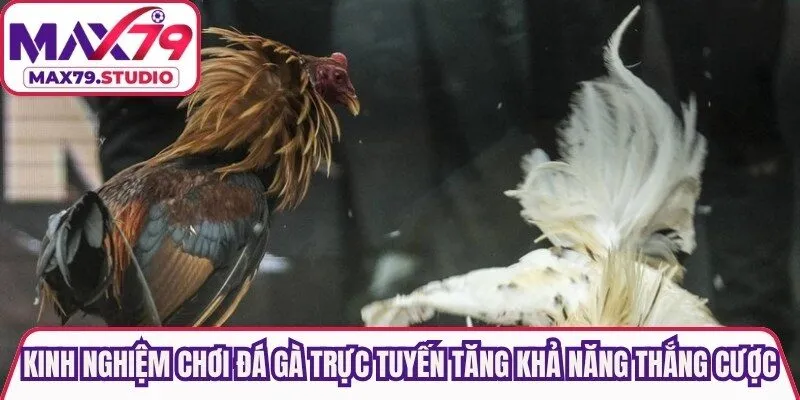 Kinh nghiệm chơi đá gà trực tuyến tăng khả năng thắng cược